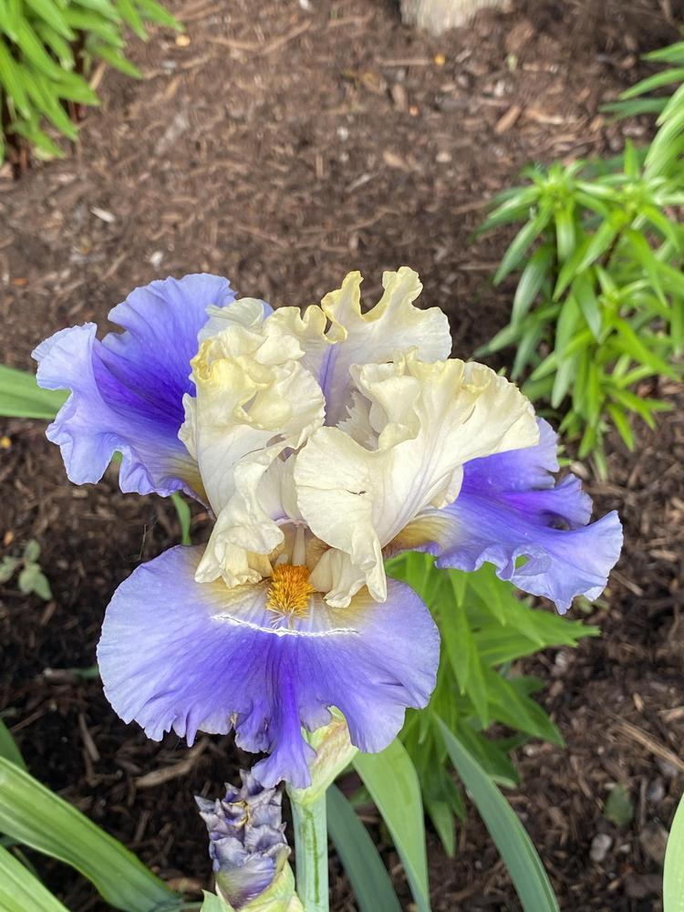 Photo of Tall Bearded Iris (Iris 'All Ashore') uploaded by Legalily