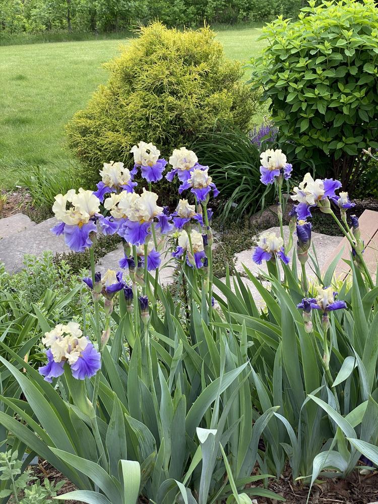 Photo of Tall Bearded Iris (Iris 'Mother Earth') uploaded by Legalily