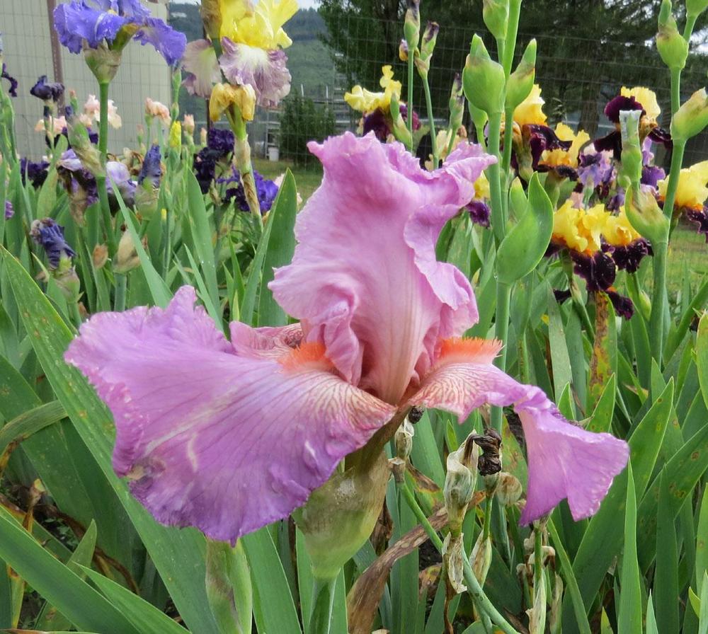 Photo of Tall Bearded Iris (Iris 'Jennifer Rebecca') uploaded by Natalie