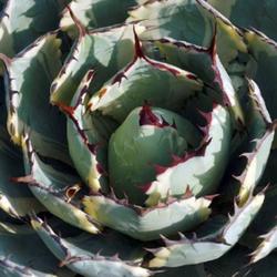 Location: US National Arboretum, Washington DC, US
Date: 2017-08-27
Butterfly agave (Agave 'Kissho Kan'). Called Lucky crown century 