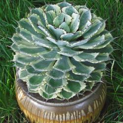Location: US National Arboretum, Washington DC, US
Date: 2014-08-10
Butterfly agave (Agave 'Kissho Kan'). Called Lucky crown century 