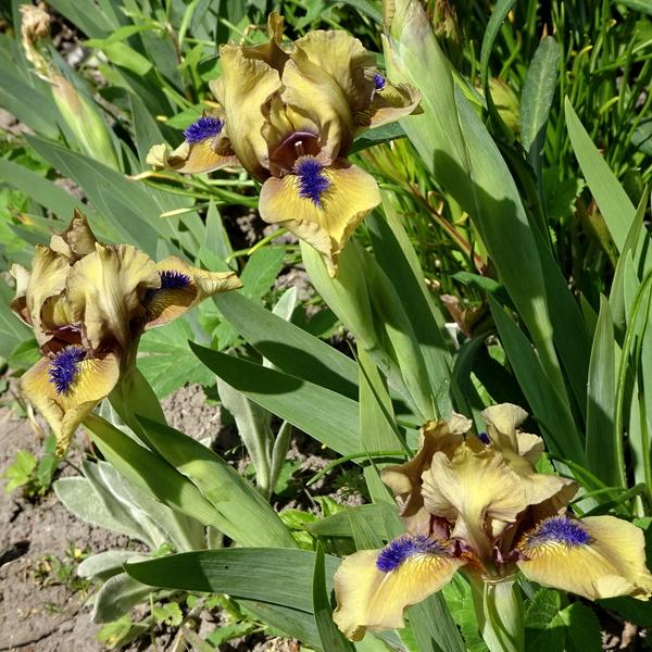 Photo of Standard Dwarf Bearded Iris (Iris 'Aladdin's Flame') uploaded by Orsola