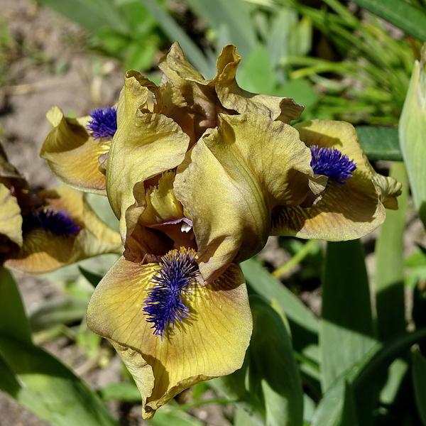 Photo of Standard Dwarf Bearded Iris (Iris 'Aladdin's Flame') uploaded by Orsola