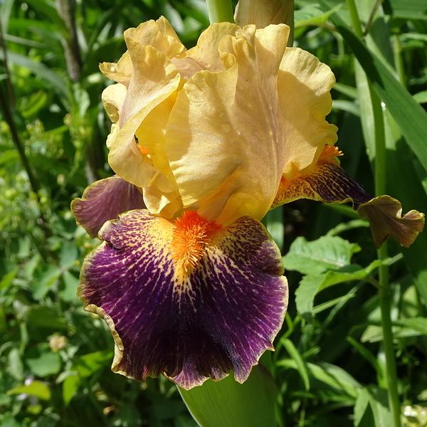 Photo of Intermediate Bearded Iris (Iris 'Delirium') uploaded by Orsola