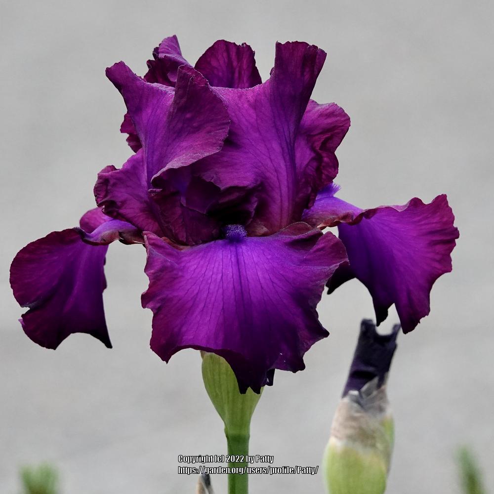 Photo of Tall Bearded Iris (Iris 'Gypsy Romance') uploaded by Patty