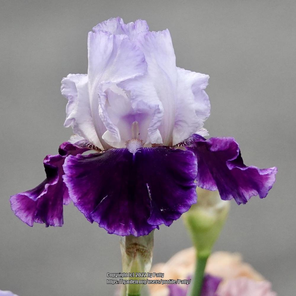 Photo of Tall Bearded Iris (Iris 'Royal Snowcap') uploaded by Patty