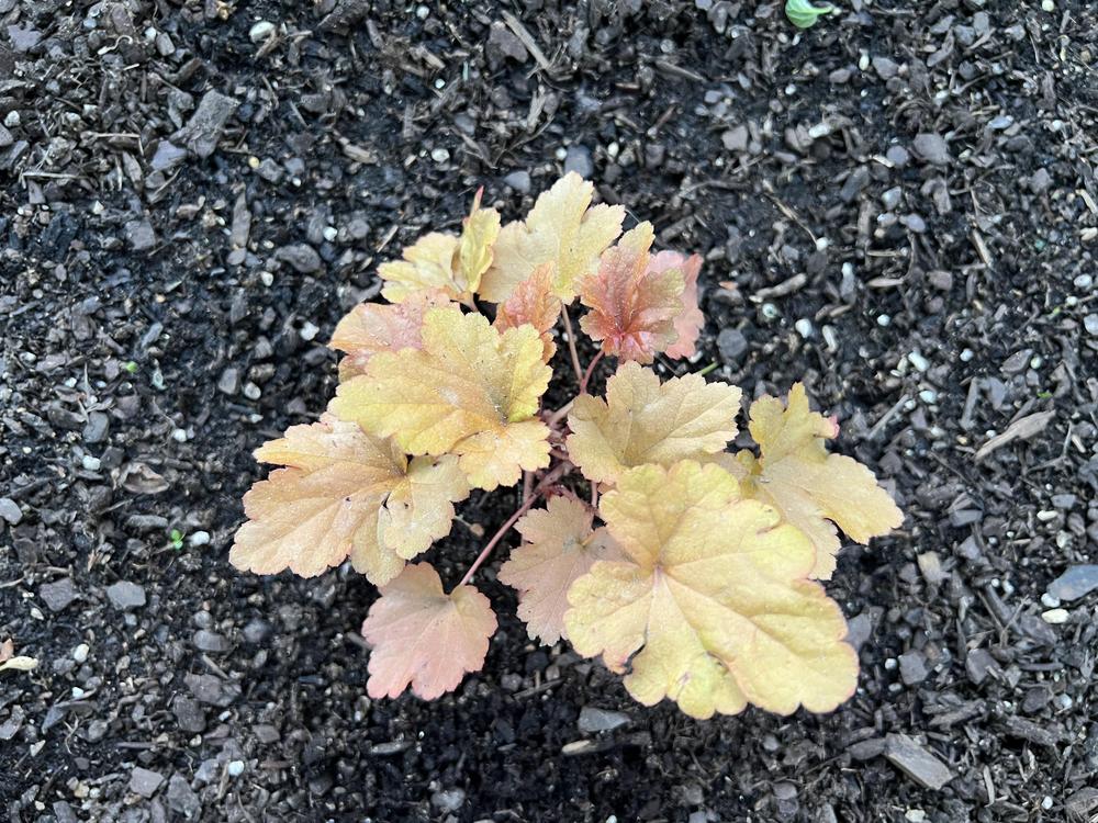 Photo of Coral Bells (Heuchera 'Paprika') uploaded by TheCreekKid
