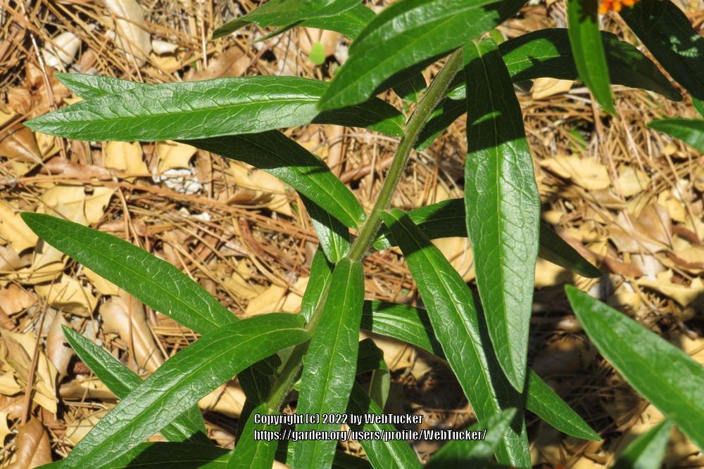 Photo of Butterfly Milkweed (Asclepias tuberosa) uploaded by WebTucker
