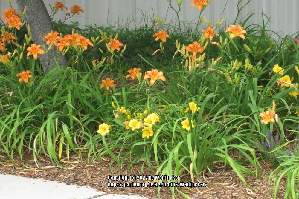 Photo of Ditch Lily (Hemerocallis fulva) uploaded by WebTucker