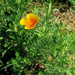 Location: Southern Pines, NC
Date: May 29, 2022
California poppy #202 and #54 nn; RAB page 481, 85-3-1; LHB p. 42