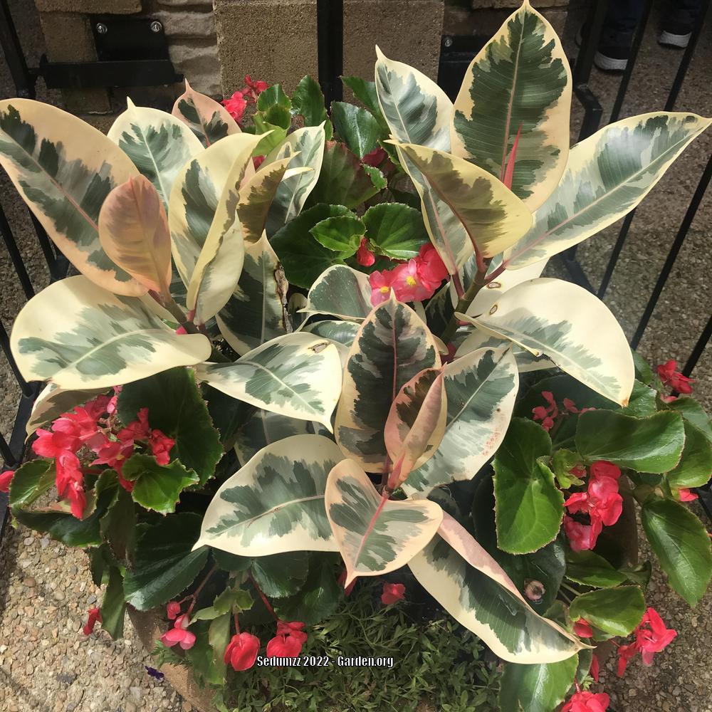 Photo of Variegated Rubber Tree (Ficus elastica 'Ruby') uploaded by sedumzz