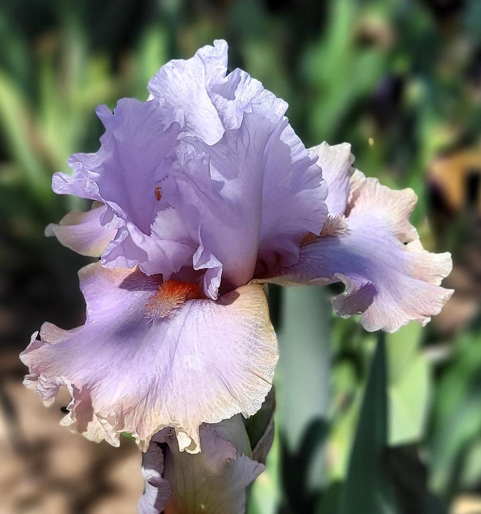 Photo of Tall Bearded Iris (Iris 'Legerdemain') uploaded by Bitoftrouble