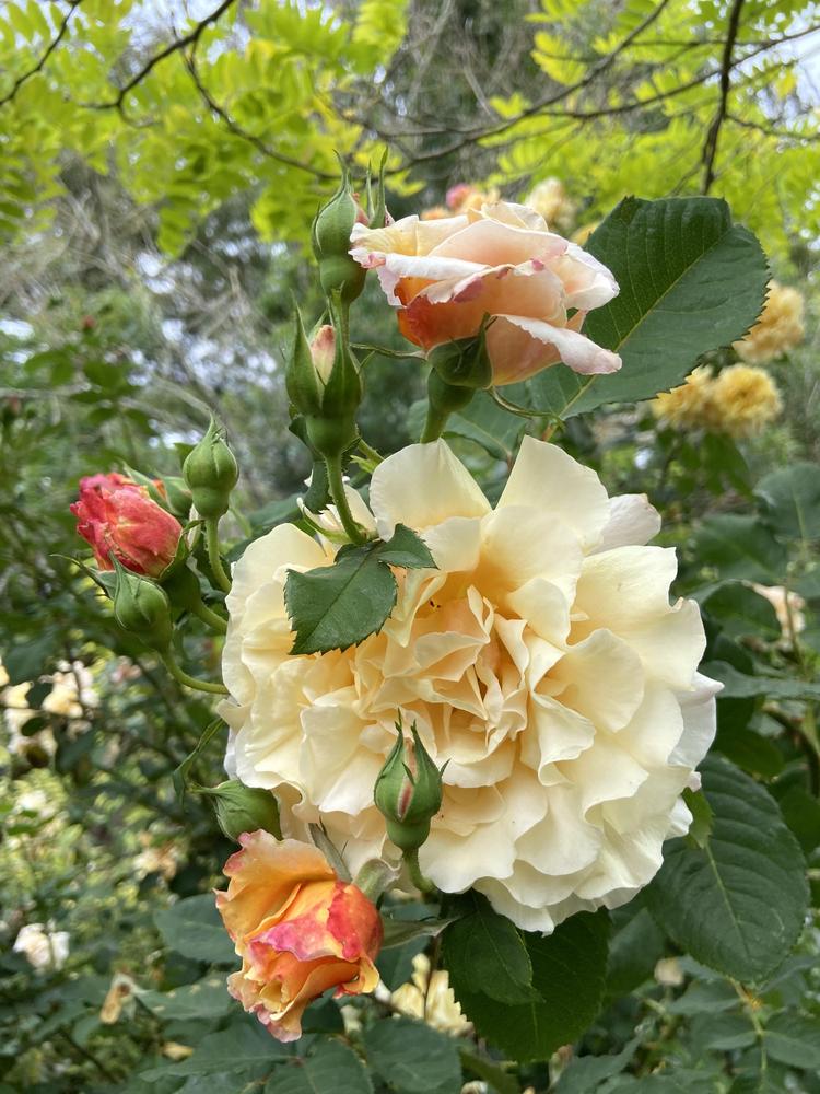 Photo of Rose (Rosa 'Caramella') uploaded by Calif_Sue