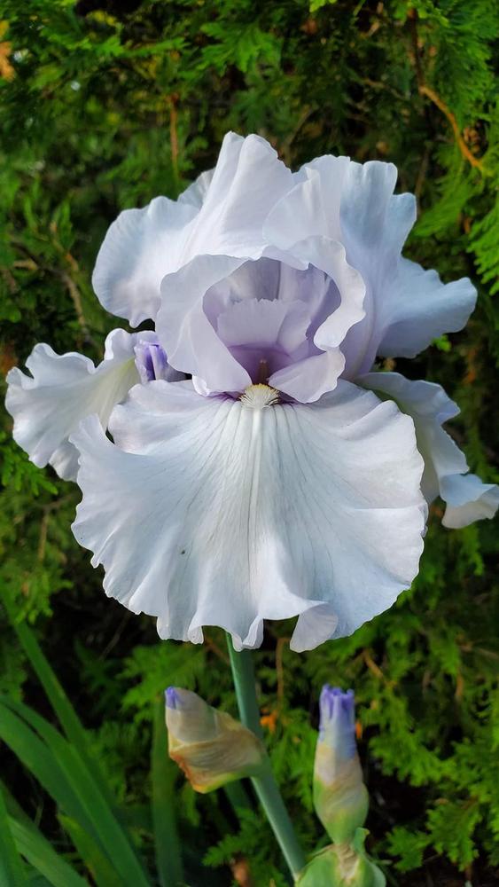 Photo of Tall Bearded Iris (Iris 'Silverado') uploaded by JuliJuli