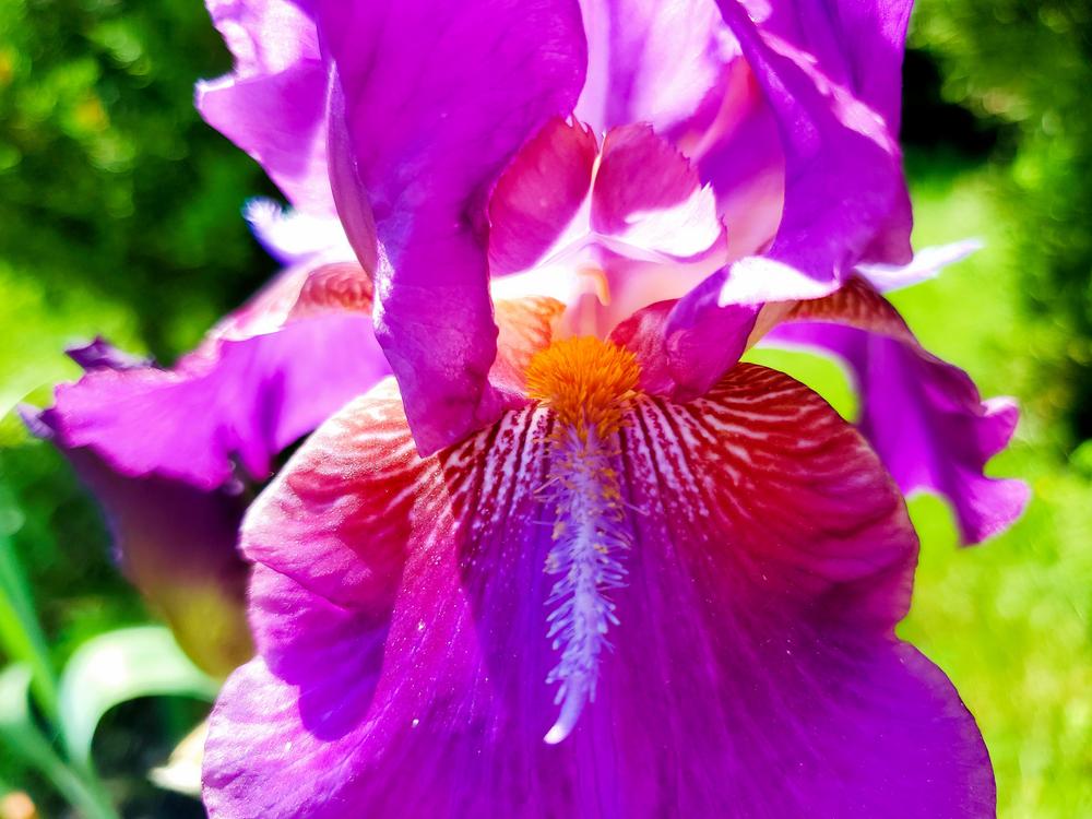 Photo of Tall Bearded Iris (Iris 'Mescalero Chief') uploaded by JuliJuli