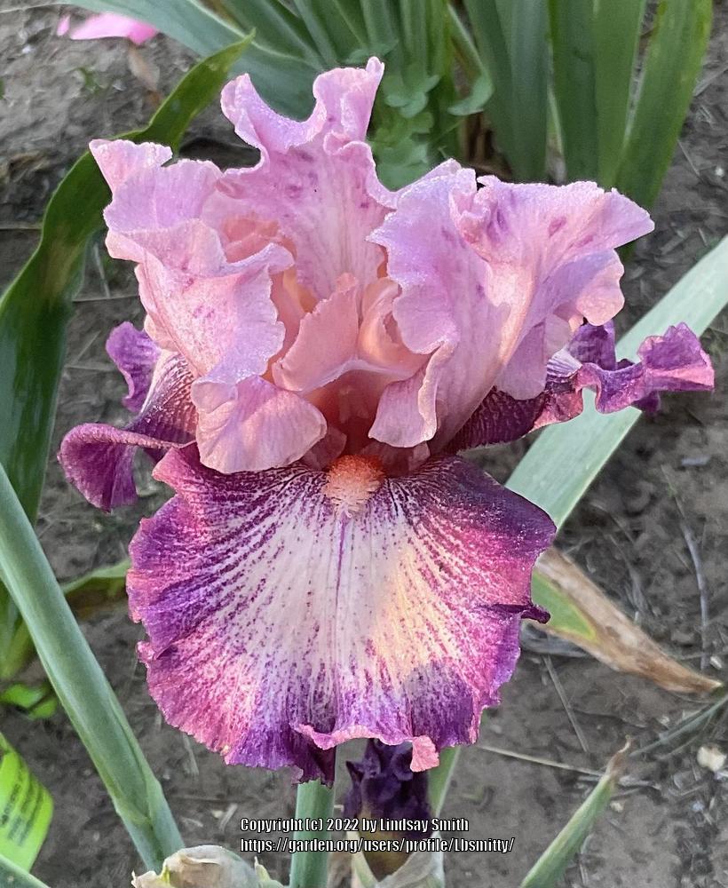 Photo of Tall Bearded Iris (Iris 'Musician') uploaded by Lbsmitty