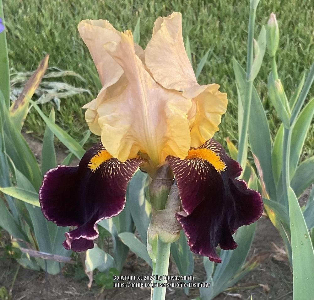Photo of Tall Bearded Iris (Iris 'Tanya') uploaded by Lbsmitty