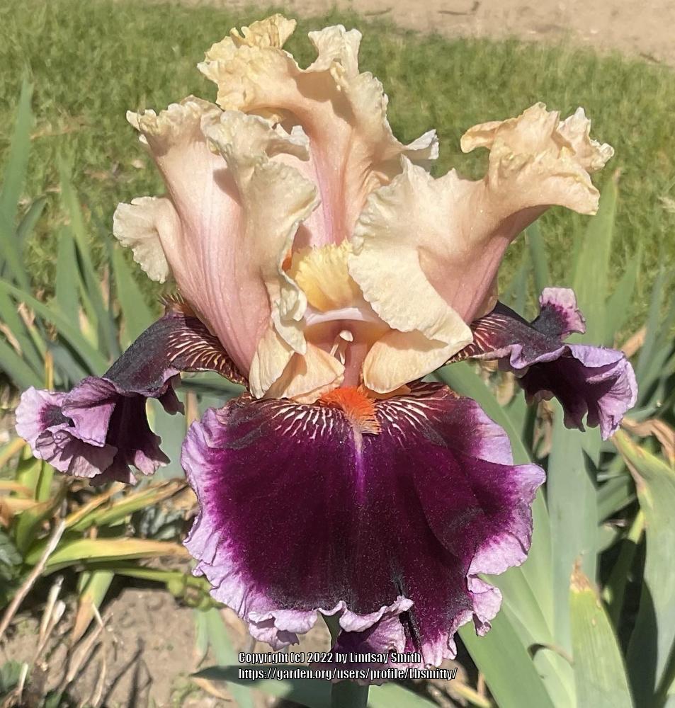 Photo of Tall Bearded Iris (Iris 'Dazzle') uploaded by Lbsmitty