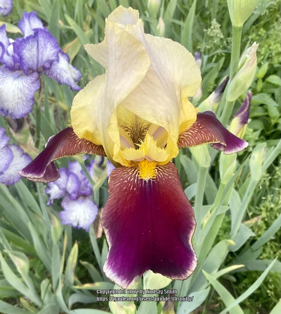 Photo of Tall Bearded Iris (Iris 'Shah Jehan') uploaded by Lbsmitty