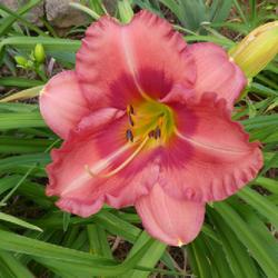 Location: my garden in Dawsonville, GA (zone 7b north Geogia mountains)
Date: 2021-05-31
NoID 008 possibly from Jungle Paradise Daylilies