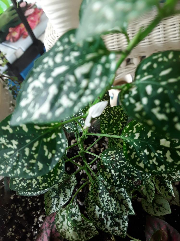 Photo of Polka Dot Plant (Hypoestes phyllostachya) uploaded by MySecretIslandGarden