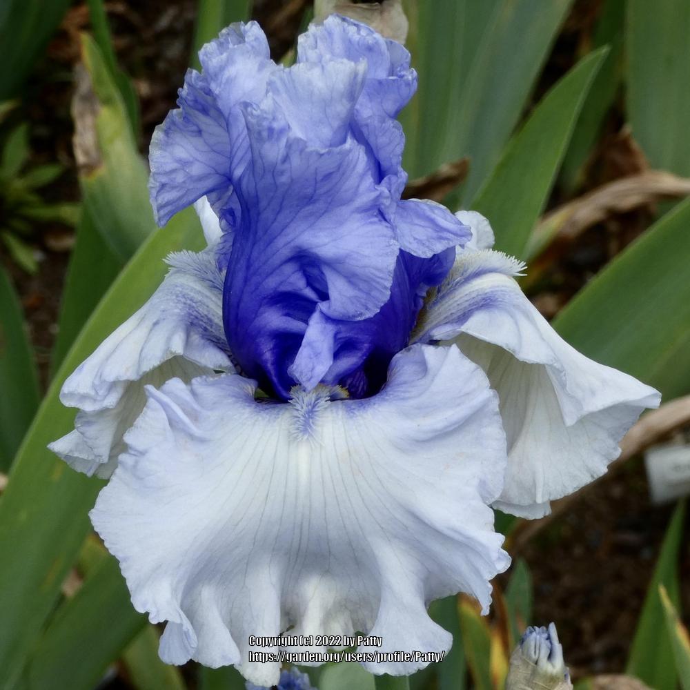 Photo of Tall Bearded Iris (Iris 'Wintry Sky') uploaded by Patty