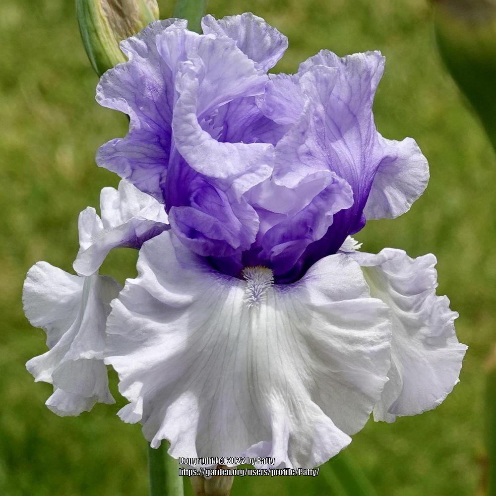 Photo of Tall Bearded Iris (Iris 'Wintry Sky') uploaded by Patty