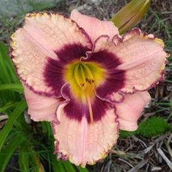 Location: Red Oak, Texas, USA
Date: 2022-06-04
Daylily bloom (Hemerocallis 'Daring Dilemma')