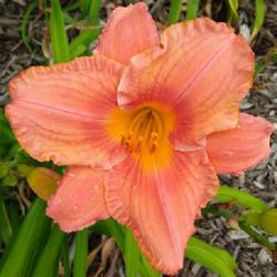 Location: Red Oak, Texas, USA
Date: 2022-06-04
Daylily bloom (Hemerocallis 'South Seas')