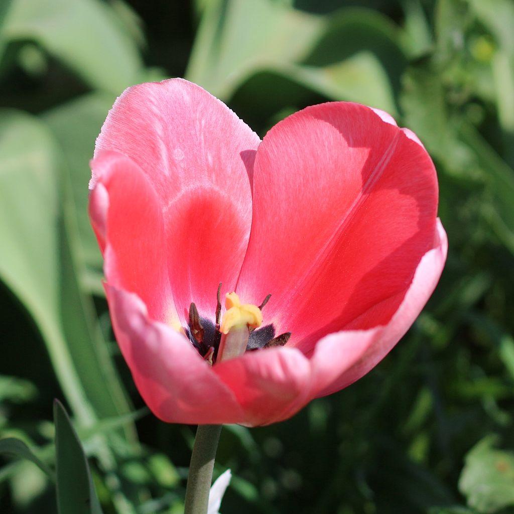 Photo of Darwin Hybrid Tulip (Tulipa 'Pink Impression') uploaded by robertduval14
