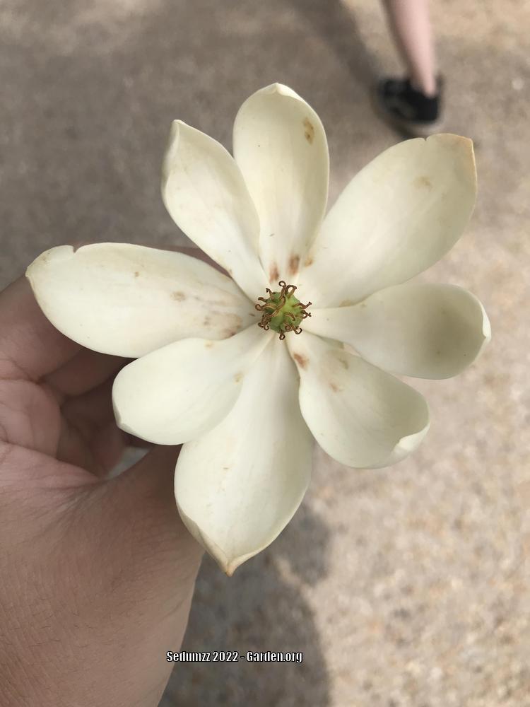 Photo of Magnolias (Magnolia) uploaded by sedumzz