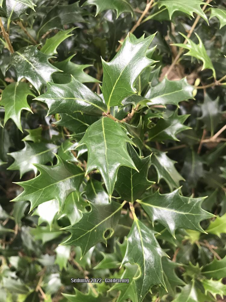 Photo of European Holly (Ilex aquifolium) uploaded by sedumzz