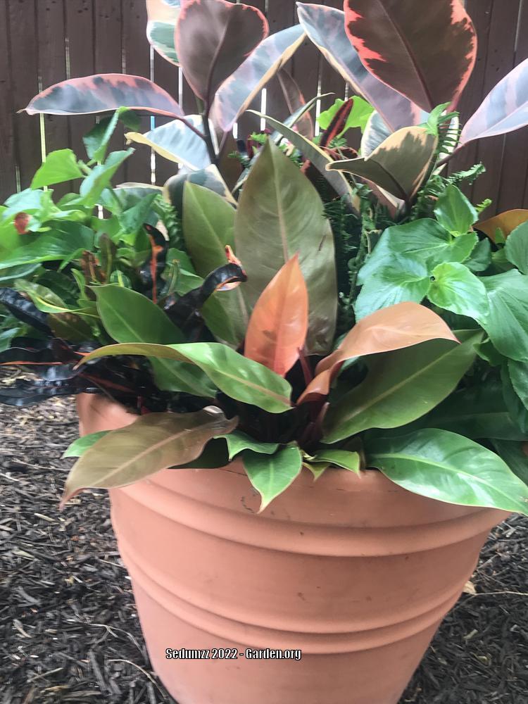 Photo of Philodendron 'Prince of Orange' uploaded by sedumzz