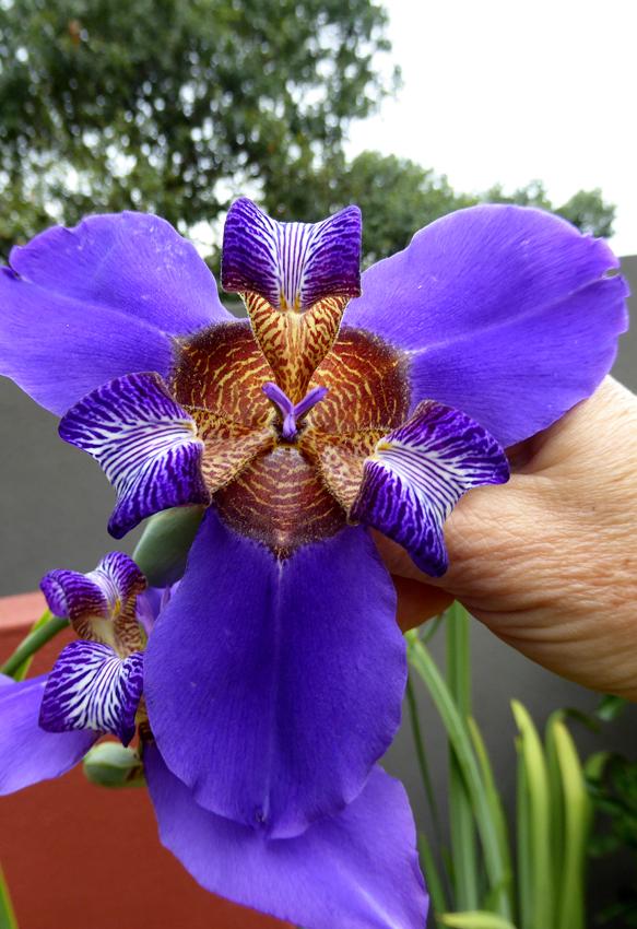 Photo of Walking Iris (Trimezia coerulea) uploaded by Joy