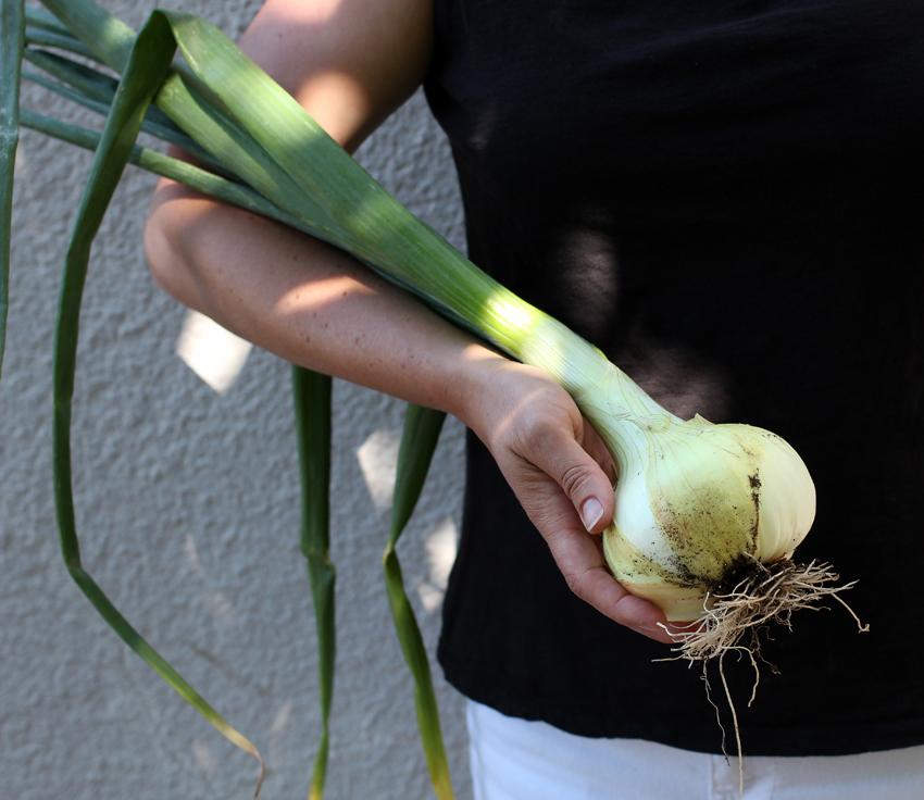 Photo of Onion (Allium cepa 'Walla Walla Sweet') uploaded by Joy