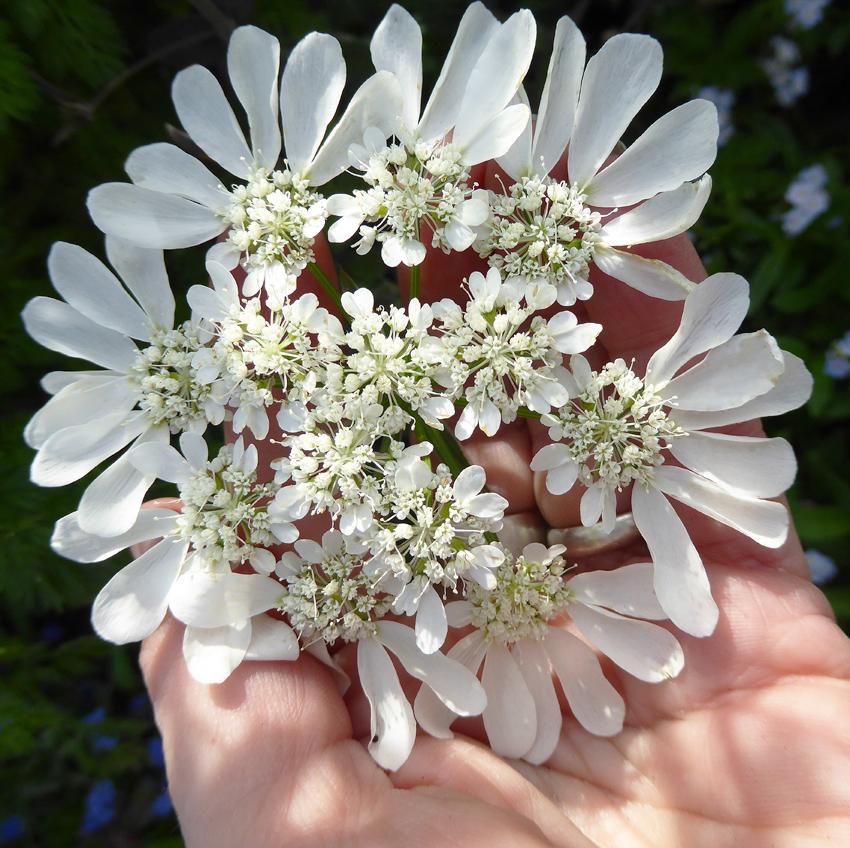 Photo of White Lace Flower (Orlaya grandiflora) uploaded by Joy