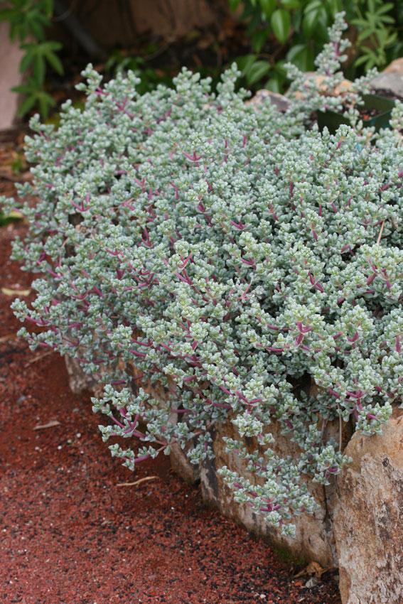 Photo of Pink Ice Plant (Oscularia deltoides) uploaded by Joy