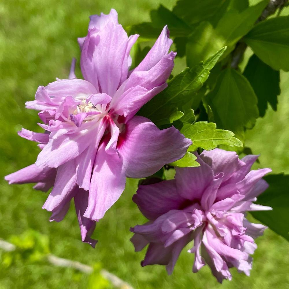 Photo of Rose of Sharon (Hibiscus syriacus 'Ardens') uploaded by Kayakcowgirl