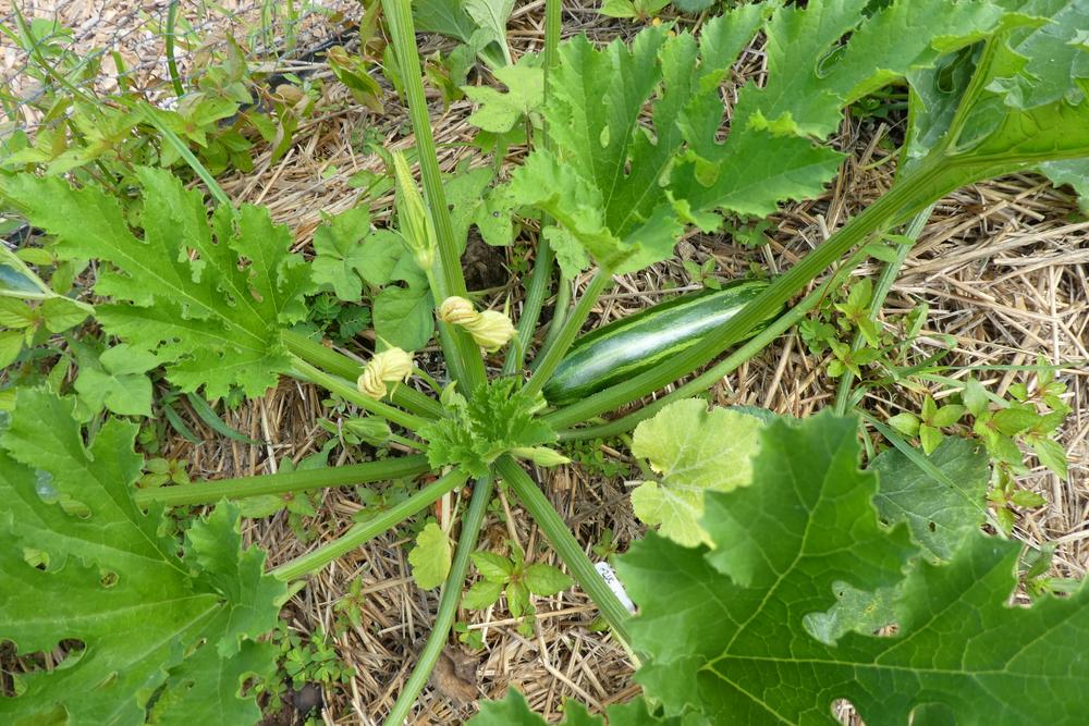 Photo of Zucchini (Cucurbita pepo 'Green Tiger') uploaded by LoriMT