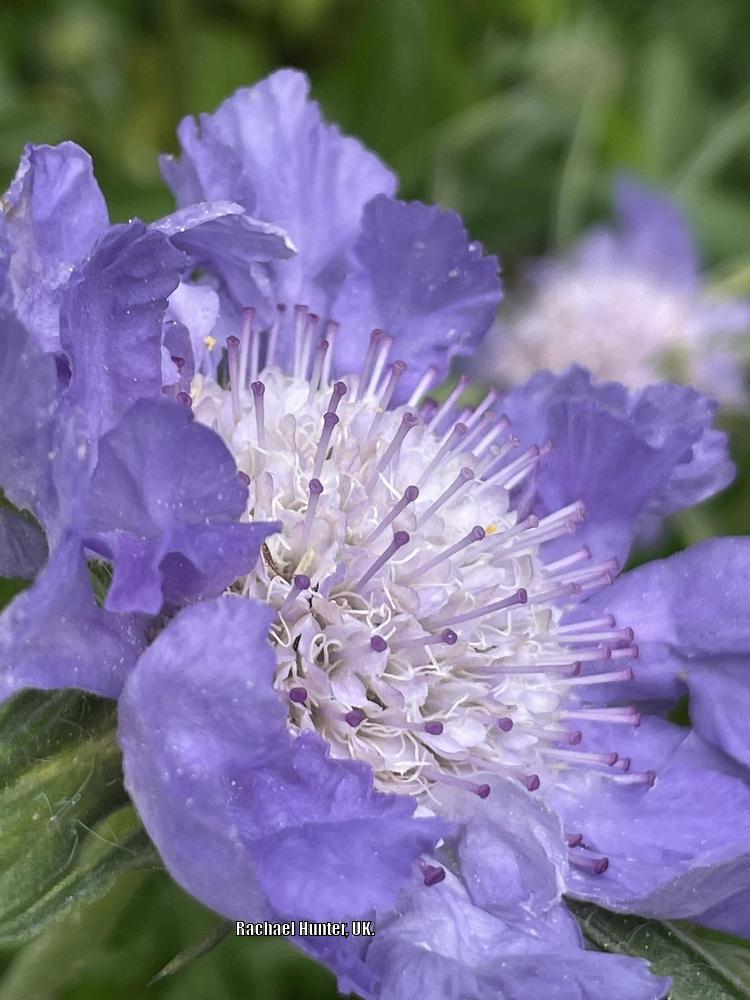 Photo of Pincushion Flower (Scabiosa 'Giant Blue') uploaded by RachaelHunter