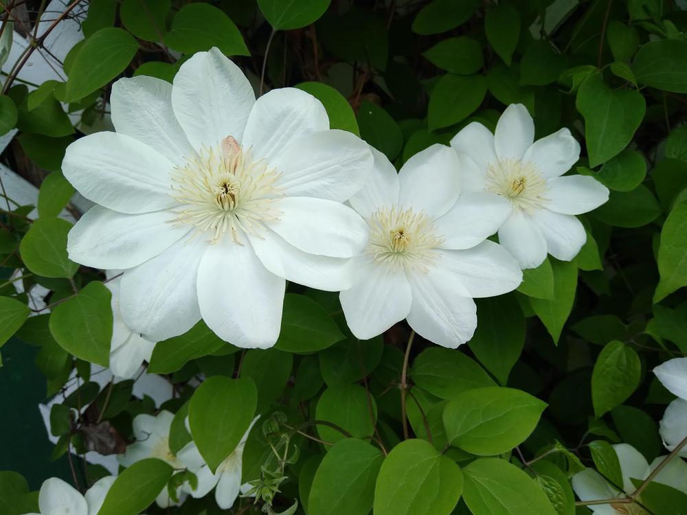 Photo of Clematis 'Guernsey Cream' uploaded by adknative