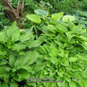 Gold Edger in the front with other larger hostas