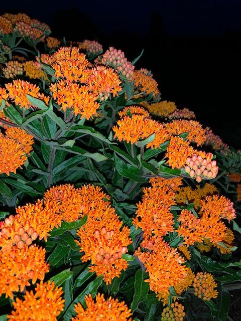 Photo of Butterfly Milkweed (Asclepias tuberosa) uploaded by jkporter