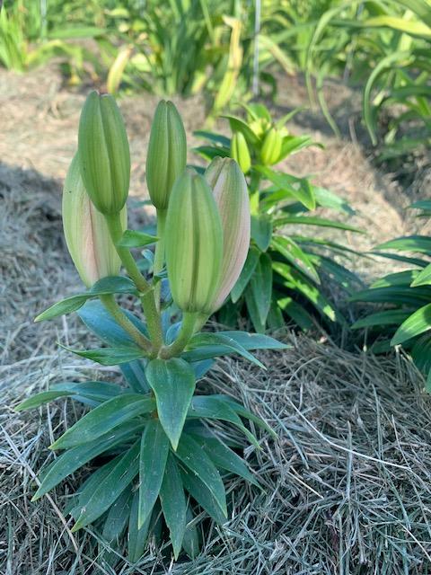 Photo of Dwarf Asiatic Lily (Lilium Lily Looks™ Tiny Pearl) uploaded by jkporter