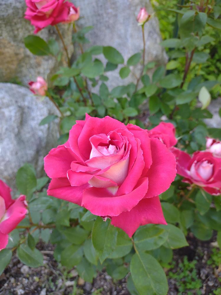 Photo of Rose (Rosa 'Love') uploaded by myflightcn