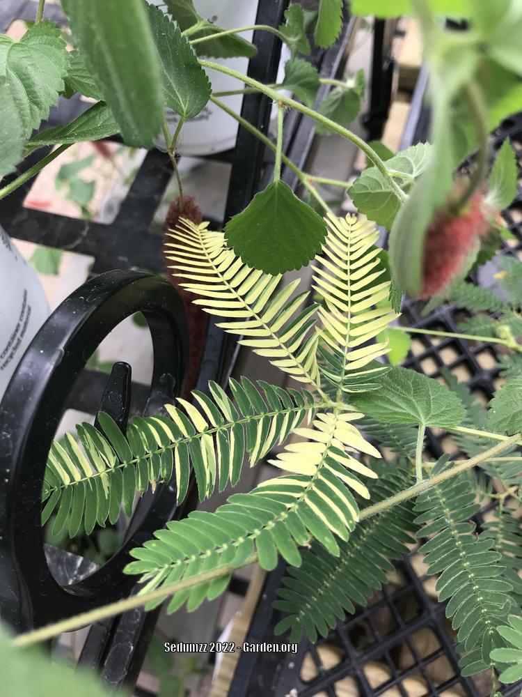 Photo of Sensitive Plant (Mimosa pudica) uploaded by sedumzz