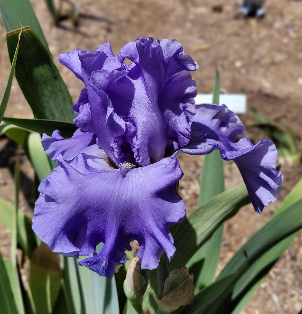 Photo of Tall Bearded Iris (Iris 'Sea Power') uploaded by Bitoftrouble