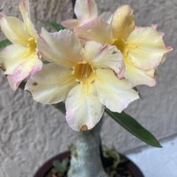 Location: My garden in Tampa, Florida
Date: 2022-06-07
My grafted, yellow desert rose.
