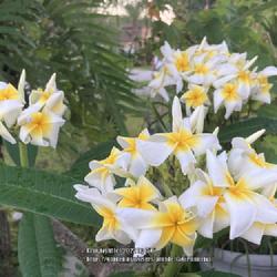 Location: My garden in Tampa, Florida
Date: 2022-06-07
My very own seedgrown plumeria ‘Sampaguita’s Curly’, very f