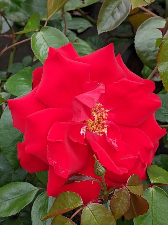 Photo of Large-Flowered Climbing Rose (Rosa 'Dublin Bay') uploaded by Joy